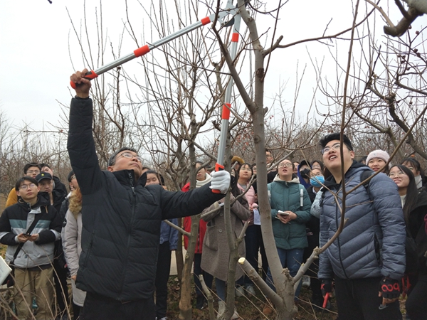 杨勇老师示范柿树的修剪3jpg