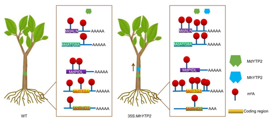 【科研新进展】我院苹果抗逆与品质改良创新团队揭示m6A阅读蛋白MhYTP2调控苹果对低氮胁迫抗性的分子机制