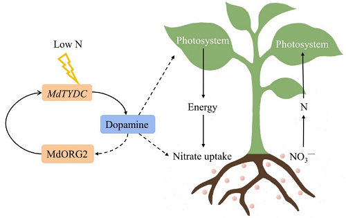 图22 多巴胺通过MdTYDC和MdORG2相关通路调控苹果耐低氮性的分子机制.png