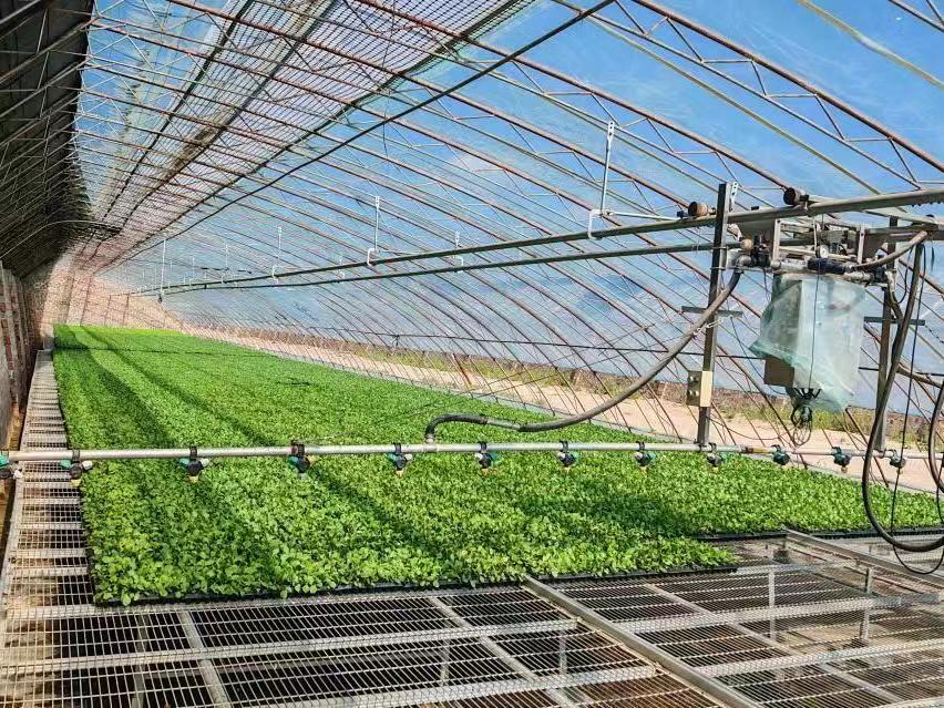 暑期实践投稿＋园艺学院赴西北干旱盐碱地设施番茄高质量发展调研服务队+科技赋能盐碱地 设施农业促振兴（图1）.jpg