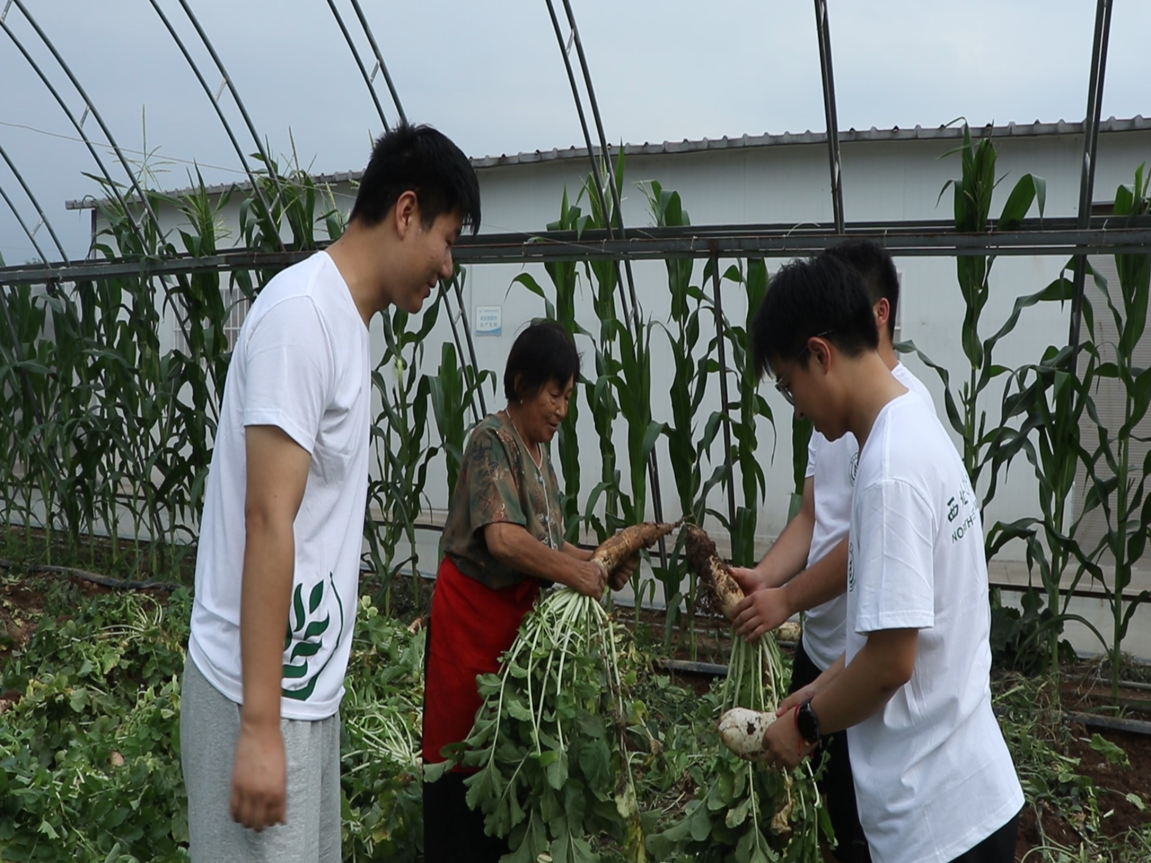 暑期社会实践投稿+西北农林科技大学园艺学院赴西北地区非耕地设施农业发展调研服务队＋西农学子西吉行：黄土塬上探寻非耕地设施的“绿色生机”图片3.jpg