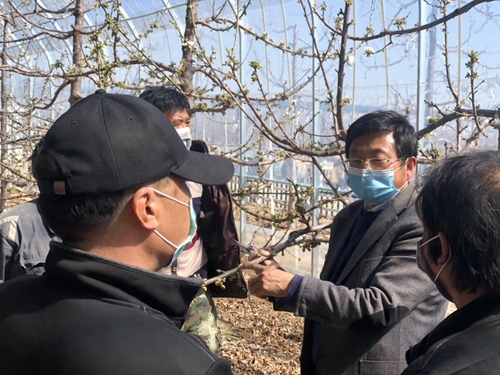 1ac7158eb7b14806a6ae2977c4b5090f.jpg 蔡宇良教授指导大棚樱桃种植管理.JPG