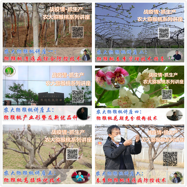 57a2a792e3444f3b86ace447e958a7cc.png 农大猕猴桃系列讲座 (2).png