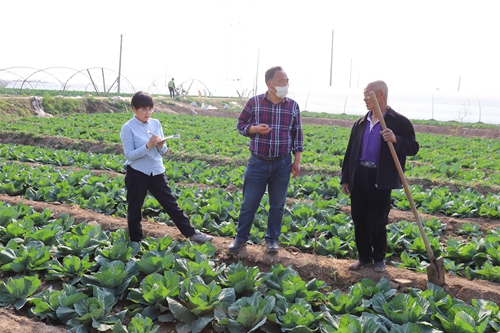 772a461b9b8545048bbcf600ec87e637.jpg 2020-3-27 甘蓝生产田_4555.JPG