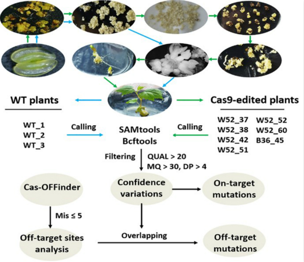 6f01ef7995f24d398f8153e36d7b3d78.jpg Schematic diagram of on- and off-target analysis by whole genome sequencing-1jpg.jpg