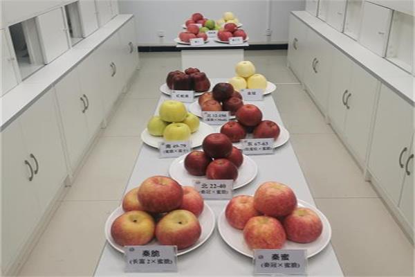 98e71ec5545c4f9d8a280545df7840cd.jpg 图1 展出和品鉴的苹果.jpg