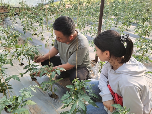 c027a484c9714ac7b8cb4845957aae68.jpg 园区负责人讲解设施种植情况.jpg